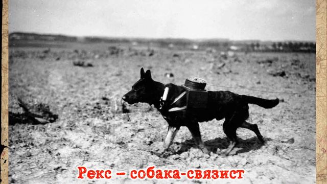 Четвероногие спасатели \\ ВИДЕО ПРЕЗЕНТАЦИЯ смотреть онлайн