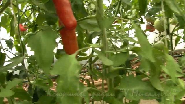 На дворе Август. Созревание перцевидных сортов. смотреть онлайн
