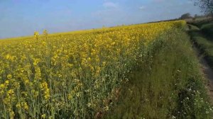 Подскажите,что за культура?Рапс или горчица?