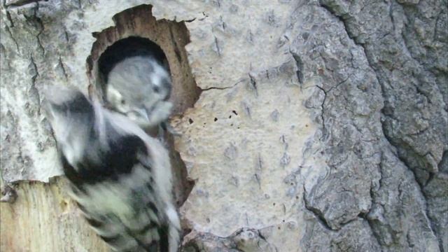 Птенцы дятла высовываются из дупла, Chicks of the woodpecker смотреть онлайн
