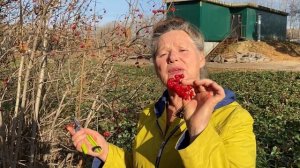 Польза и вред калины красной.