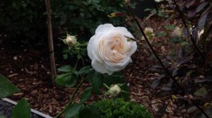 Rose Sebastian Kneipp | Kordes | Rosenvideo | gartenfein [HD]