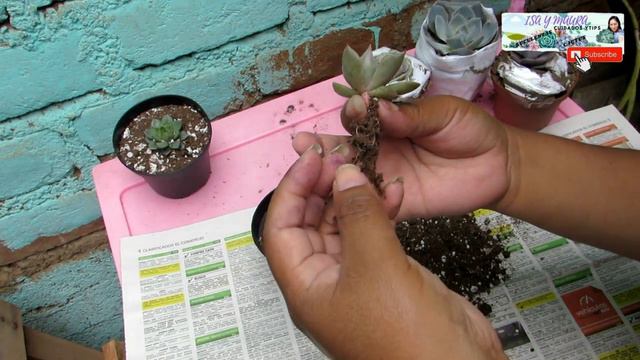 Mi ultima compra del año 2020 , cuidados y aclimatar #suculentas #2020 #isaymaura смотреть онлайн