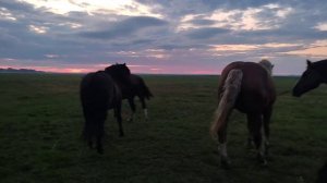 Першерон знакомится с Русскими тяжеловозами
