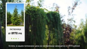 Как посадить лиственницу? Как правильно посадить лиственницу на участке?