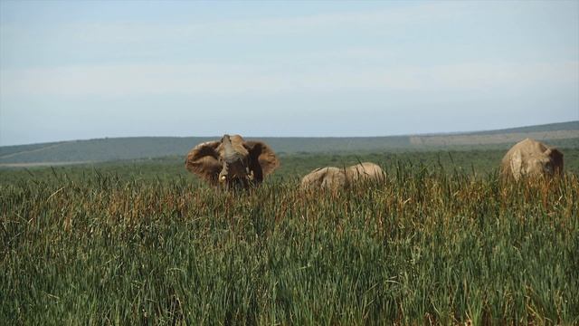 Elephants Animals Collection in 8K TV HDR 60FPS ULTRA HD смотреть онлайн