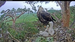 06.06.2022  Вот что значит старший. Солнечные орлы Aquila heliaca, Татарстан