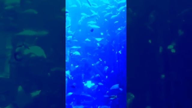 fantastic view inside of aquarium in Atlantis The Palm Hotel Dubai Full HD