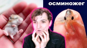 Как Выглядят Детеныши Животных! Постарайся не Сказать aaaaaaaaaaaaa Челлендж