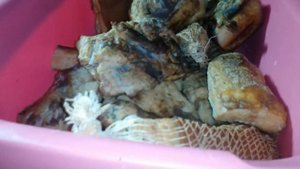 вот что получилось в коптильни Хобби Смок(1)