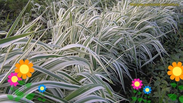 Фалярис тростниковый Фессей. Краткий обзор, описание характеристик phalaris arundinacea Feesey смотреть онлайн