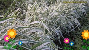 Фалярис тростниковый Фессей. Краткий обзор, описание характеристик phalaris arundinacea Feesey