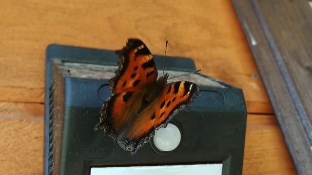 Бабочка крылышками машет