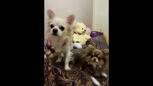 Песенка Про ЧихуаХуа