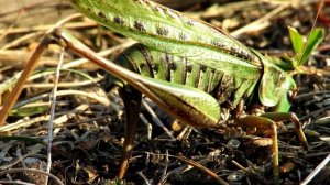 Продолжение рода Кузнечик откладывает яйца