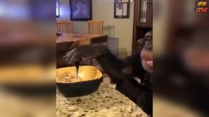 HFM COUB BEST CUBE Best Coub Приколы 2021(15)