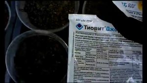 Клубника: мучнистая роса - чем обработать.