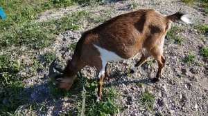 Ошибки при покупке козы. Советы начинающим козоводам.