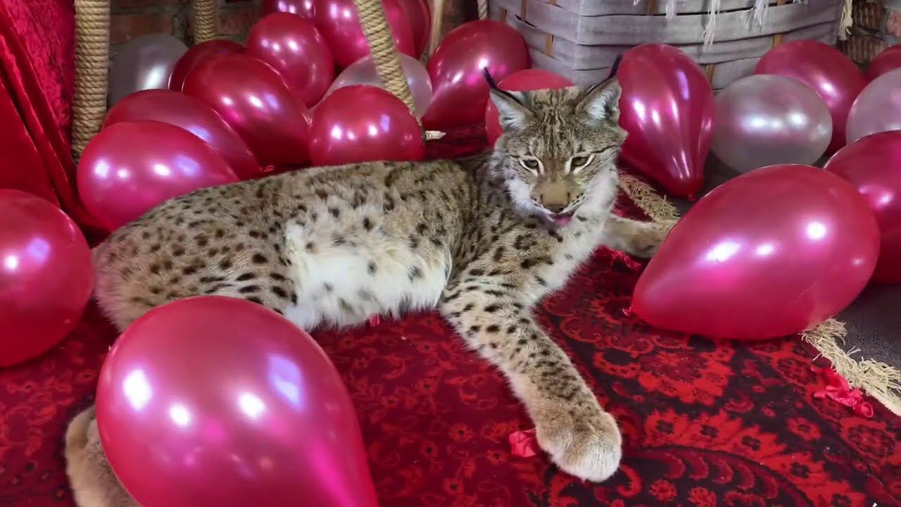 Рысь Марс атакует воздушные шары!  Lynx Mars attacks  balloons!