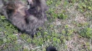 кошка ловит кротов на даче   03. 05. 2019г