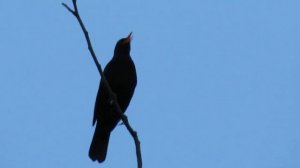 Чёрный дрозд - пение черного дрозда