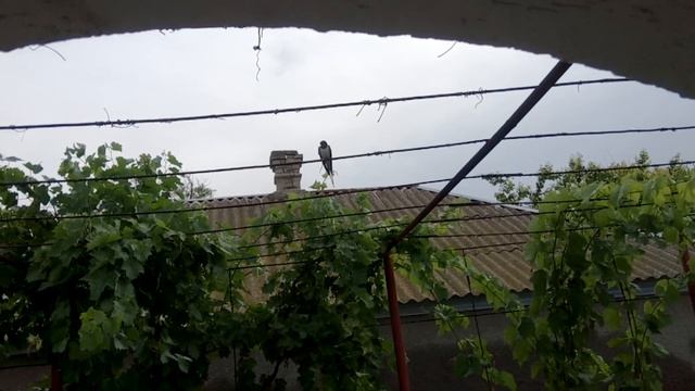 УВИДЕЛА ЧУДО. ЛАСТОЧКИНО ГНЕЗДО ДОМА ПОД НАВЕСОМ смотреть онлайн