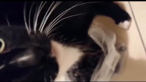 Кот ест виноград- очень любит! / cat eats grapes