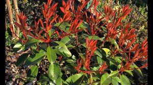 Туя Даника Аурея,  Туя западная Голден Глоб , Фотиния Ред Робин, клен Гарнет, клен Атропурпуреум