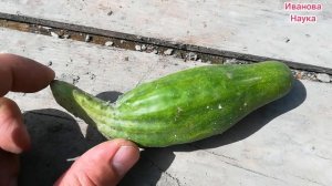 НЕОБЫЧНЫЕ ОГУРЦЫ. Круглые, горькие, узкие, толстые, кривые, грушевидные. Причины и как их устранить