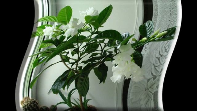 Гардения уход.Гардения жасминовидная уход смотреть онлайн