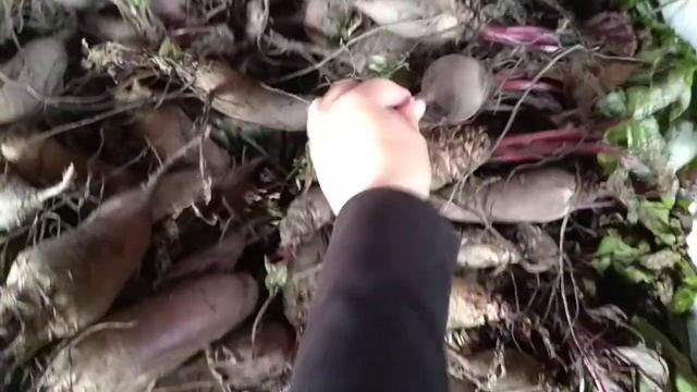 Свекла урожай 2020 г. Сорта: цилиндра и негритенок. смотреть онлайн