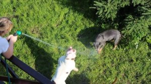 Американский Булли в России. American Bully: BASS, ROXY, PRETTY (RUSSIAN BULLS kennel)