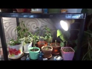 Комнатные цветы/растения. Подсветка для цветов дома. Как и где крепятся лампы.