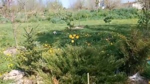 Апрель в экопоселении Здравое. Поместье Шешиных