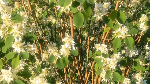 Amelanchier Alnifolia - Świdośliwa Olcholista - Obelisk смотреть онлайн