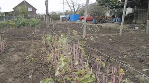 ПОДГОТОВКА МАЛИНЫ К ЗИМОВКЕ || #малина_осеню #обработка_подкормка_малины #осенняя_подкормка_малины