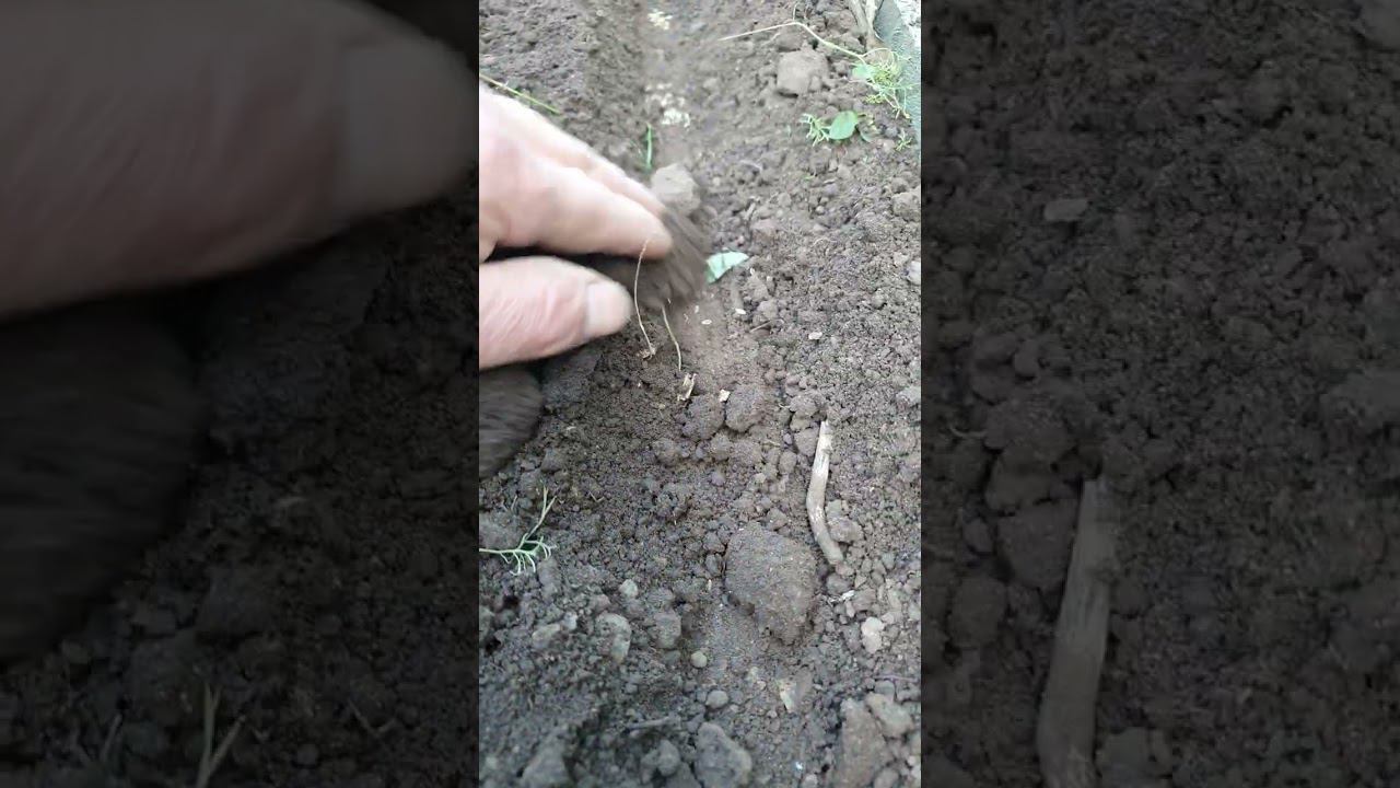 как сажать укроп осенью... смотреть онлайн