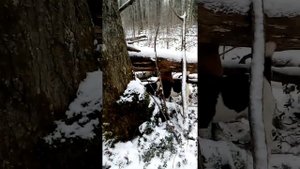 Охота на хоря, куницу,бобра.