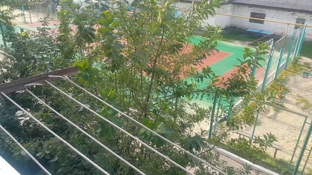 Вишня с доставкой на дом. Вишневое дерево скоро доростет до моего балкона смотреть онлайн