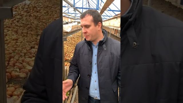 Подкормки и удобрения для выгонки лука на перо в зимней теплице смотреть онлайн
