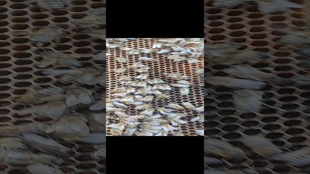 Осмотр пчелосемьи. Февраль