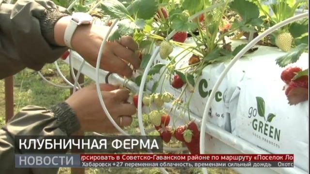 Ягодное изобилие: история клубничной фермы. Новости 31/07/2024 GuberniaTV