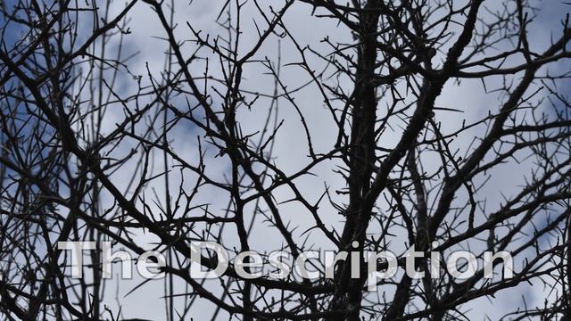 How To Identify Hawthorn In The Winter смотреть онлайн