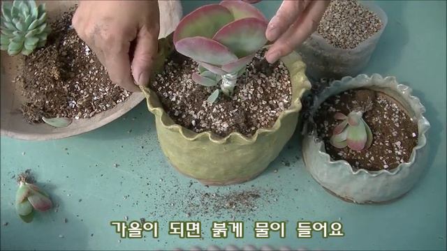 수제화분에 예쁜 다육이를 !! смотреть онлайн