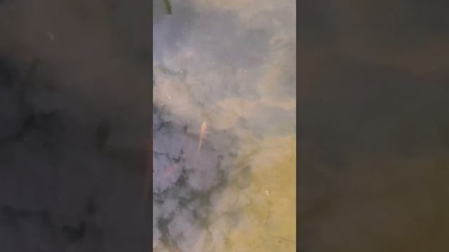 Выпускаем карпов кои. Бурманская кошка. Карпы кои. Пруд смотреть онлайн