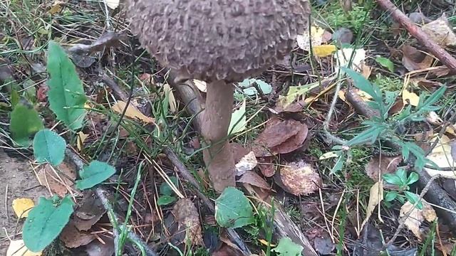 Очень вкусный гриб #топ #съедобныегрибы смотреть онлайн