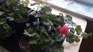 ПЛЮЩЕЛИСТНАЯ ПЕЛАРГОНИЯ..подкормим АММИАКОМ.