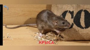 ЖИВОТНЫЕ ЛЕСА!ОБУЧАЮЩИЕ МУЛЬТИКИ!СО ЗВУКОМ!ДЛЯ ДЕТЕЙ ANIMALS OF THE FOREST!EDUCATIONAL FOR CHILDREN