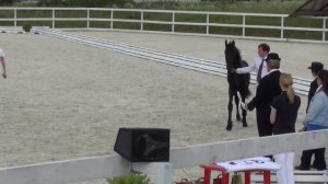 Spirit fan stal Anna, жеребец 1 год ПРОДАЕТСЯ!!!