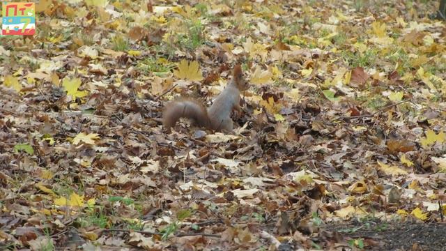 ✅ НУ НАДО ЖЕ... какая озорная белка - СМОТРИ ) ! / Животные в мире смотреть онлайн